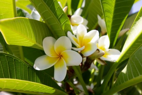 2+1 Lejlighed  i Girne,  Nr. 190972 - 21